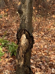 Agrobacterium radiobacter