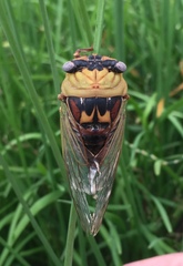 Megatibicen pronotalis