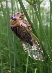 Megatibicen pronotalis