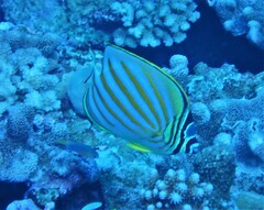 Chaetodon ornatissimus