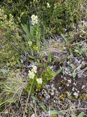 Gaultheria crassa