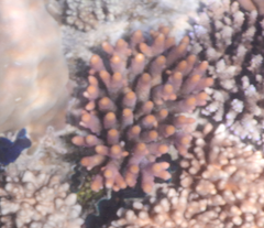 Acropora spathulata