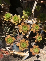 Aeonium