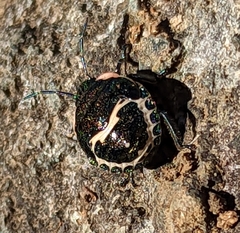 Poecilocoris