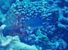 Chromis xanthochira