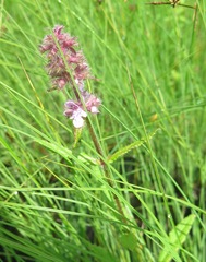 Stachys aspera