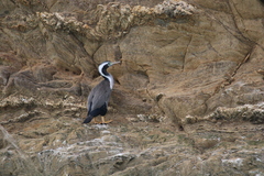 Phalacrocorax punctatus