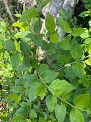 Afrocanthium