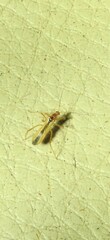 Micropolytoxus hackeri