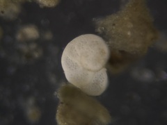 Cibicidoides wuellerstorfi