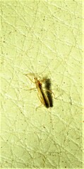 Micropolytoxus hackeri