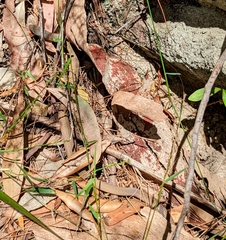 Pygopus lepidopodus