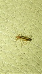 Micropolytoxus hackeri