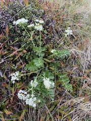 Gingidia montana
