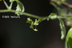 Gynostemma pentaphyllum