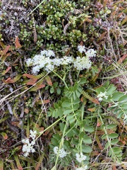 Gingidia montana