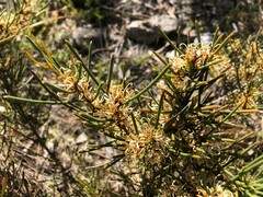 Hakea vittata