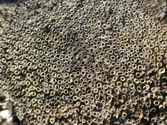 Dodecaceria fewkesi