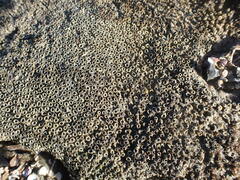 Dodecaceria fewkesi