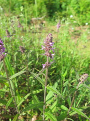Stachys aspera