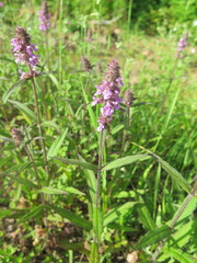Stachys aspera