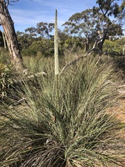 Xanthorrhoea caespitosa