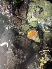 Pagurus granosimanus