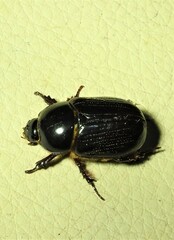 Heteronychus arator