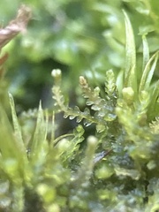 Fuscocephaloziopsis lunulifolia