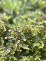 Fuscocephaloziopsis lunulifolia