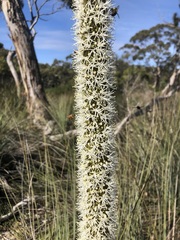 Xanthorrhoea caespitosa