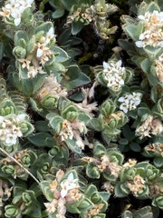 Pimelea mesoa mesoa
