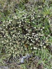 Pimelea mesoa mesoa