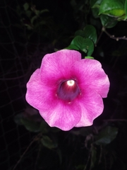 Allamanda blanchetii