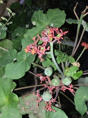 Jatropha podagrica