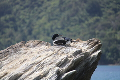 Leucocarbo carunculatus