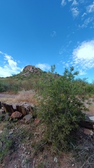 Forchhammeria watsonii