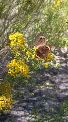 Junonia pacoma
