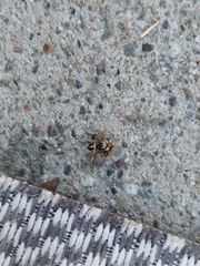 Habronattus pyrrithrix