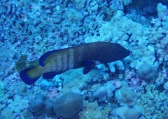 Cephalopholis argus