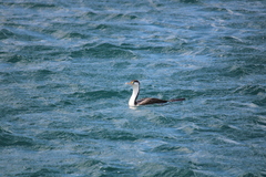 Phalacrocorax varius varius
