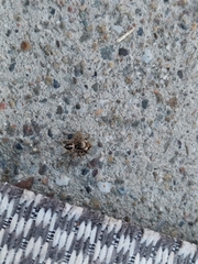 Habronattus pyrrithrix