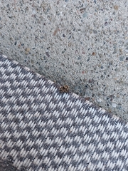 Habronattus pyrrithrix