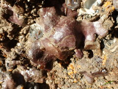 Aplidium californicum