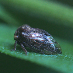 Machaerotypus sibiricus