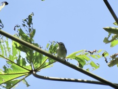 Polioptila bilineata