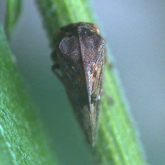Machaerotypus sibiricus