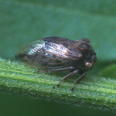 Machaerotypus sibiricus