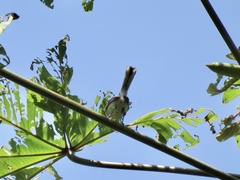 Polioptila bilineata