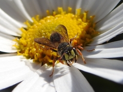 Apoidea